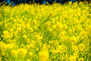 Obraz premium 大神の菜の花