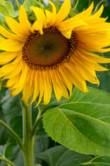 Obraz premium Sunflower close up with yellow pollen on leaf