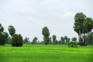 View of sugar palm and green rice fields.