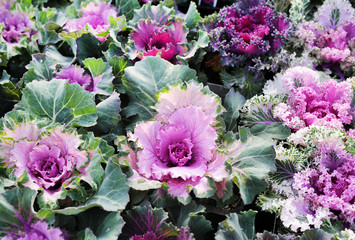 nursery pink cabbage