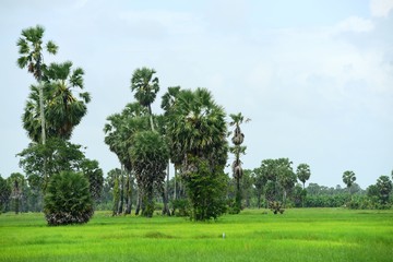 View of sugar palm and green rice fields.