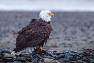 portrait of an american bald eagle