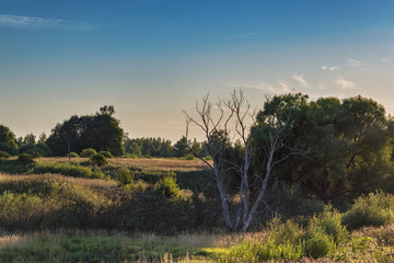 Rural landscape with a lone dried tree at sunset