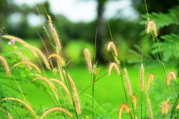 Grass flowers have a background as green fields as a background image.