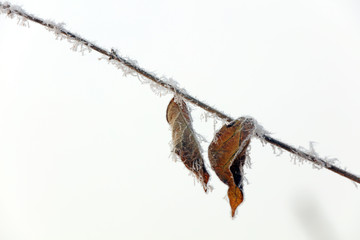 Ice crystals on the branches