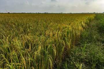 Gorgeous rice ears, juicy blades and verdant leaves,Jasmine rice in rice field of Pathum Thani Thailand.
