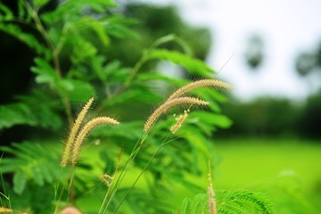Grass flowers have a green background, used as background images.