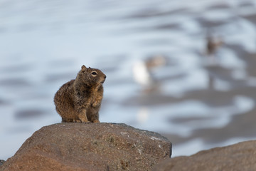 Squirrel at the Beach in California