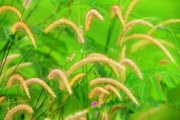 Grass flowers have a green background, used as background images.