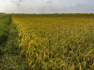 Gorgeous rice ears, juicy blades and verdant leaves,Jasmine rice in rice field of Pathum Thani Thailand.