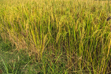 Gorgeous rice ears, juicy blades and verdant leaves,Jasmine rice in rice field of Pathum Thani Thailand.