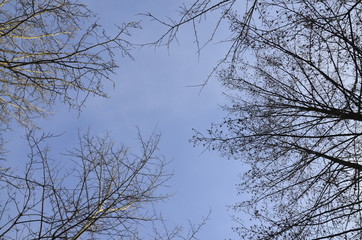 Branches of trees without leaves against the sky