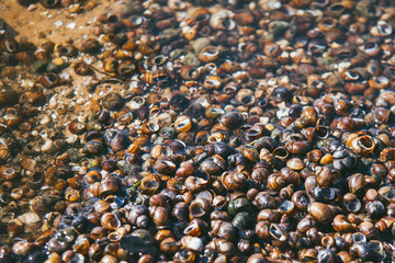 Transparent water bottom of the river with a large number of snails on the sand illuminated by the bright spring sun