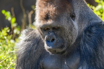 western Lowland Gorilla (Gorilla, gorilla, gorilla)