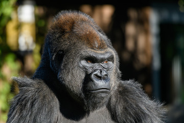 western Lowland Gorilla (Gorilla, gorilla, gorilla)