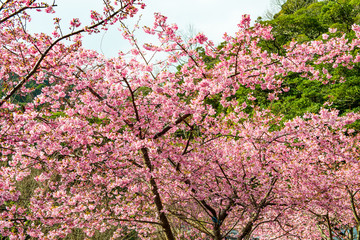 四浦半島の河津桜