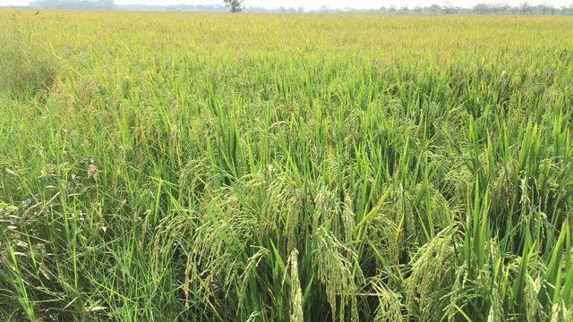 4K,Golden ear of rice ready for harvest in rice field,Jasmine rice in rice field Thailand.Gorgeous rice ears, juicy blades and verdant leaves,Jasmine rice in rice field of Pathum Thani Thailand. 4k.