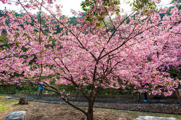 Fototapeta premium 四浦半島の河津桜