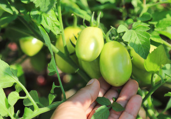 growing organic tomatoes fruit on tree in organic farm 