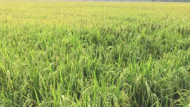 4K,Golden ear of rice ready for harvest in rice field,Jasmine rice in rice field Thailand.Gorgeous rice ears, juicy blades and verdant leaves,Jasmine rice in rice field of Pathum Thani Thailand. 4k.