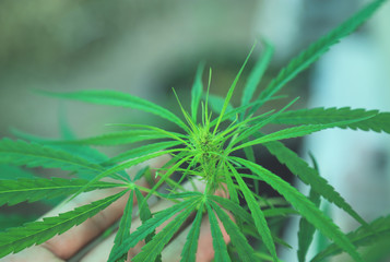 young tree top of cannabis in organic farm 