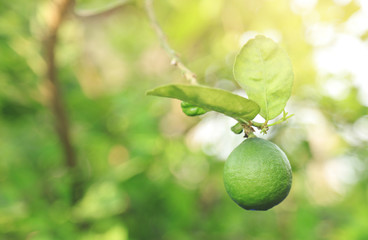 growing green lime on tree in organic farm 