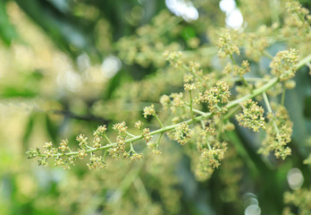 mango flower on tree 