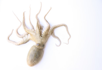 raw fresh sea squid on white background 