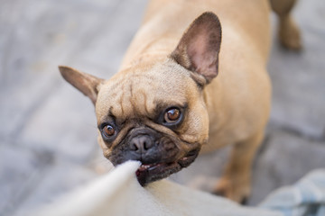 French bulldog playing with towel outdoor.