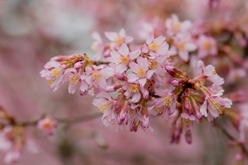 Beautiful blossom of cherries in spring time in close up. Early blossoming of cherries. A branch with pink flowers. Close up blooming cherry blossom and buds for background captured.