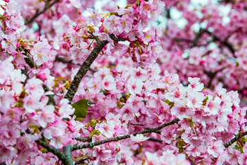 四浦半島の河津桜