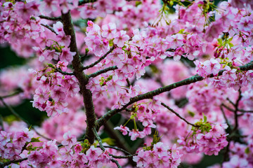 四浦半島の河津桜
