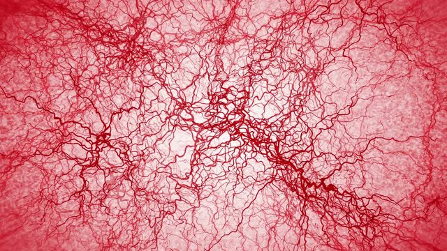 3D loop animation of human blood vessel. Red capillaries. Eye blood on white background. Anatomical background. Medical concept.