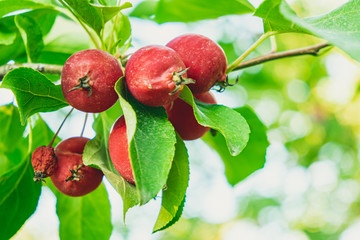 Apple house in Quebec City, Canada