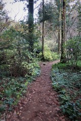 Fototapeta premium 제주삼나무숲