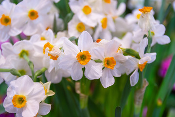 daffodil, geranium a rare fragrant with beautiful flowers, there is a resounding sweetness that is...