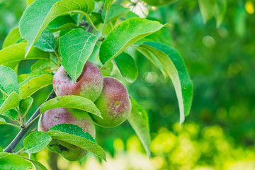 Apple house in Quebec City, Canada
