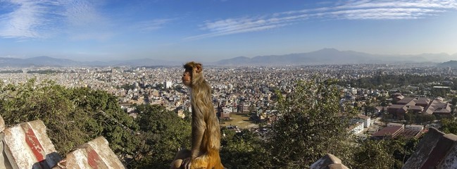Panoramic View of Kathmandu City, Nepal from top of Swayambhunath or Swayambhu Religious Temple also called “Monkey Temple” with Holy Monkey sitting in Foreground