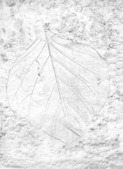 Leaf detail texture on cement wall