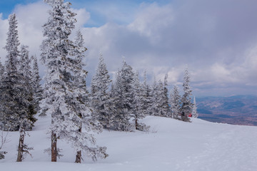 Beautiful winter landscape with snow covered trees and blue sky.