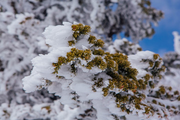 Pine tree branches covered with snow and ice