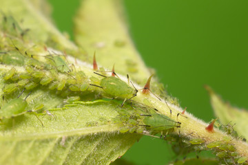 Aphids on rose stem photograped with high magnification, these insects are pests in gardens