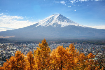 The scenery of the Mount Fuji with yellow foliage pine tree in autumn season at Chureito in Fujiyoshida, Japan.