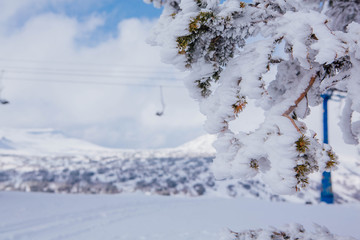 Pine tree branches covered with white snow and ice.