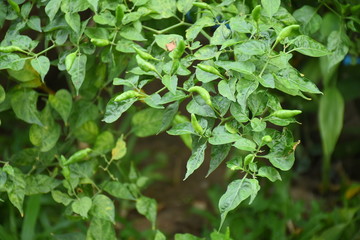 Fototapeta na wymiar chilli peppers plant in organic garden.