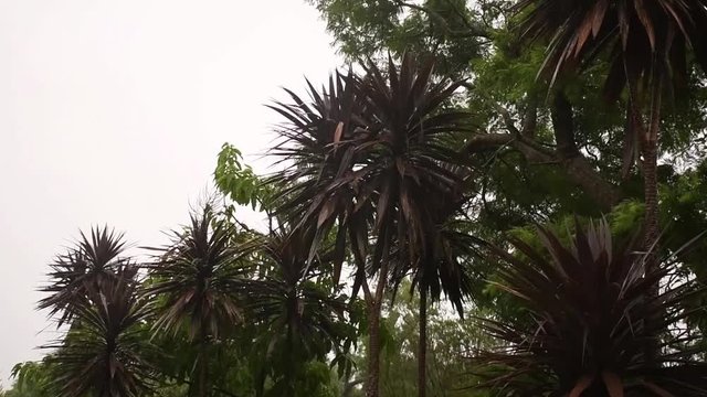 Heavy rain and strong wind shakes palm trees. Tropical rainfall concept