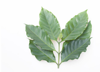 Obraz premium Coffee leaf