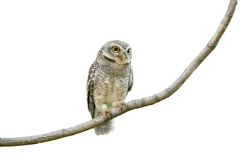 Spotted owlet isolated on white background