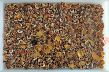 Fresh conch piles up, close-up photos