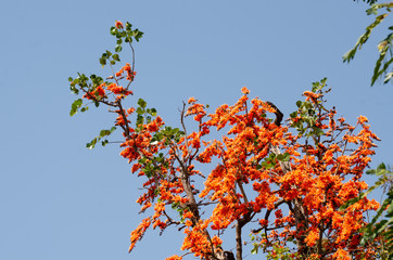 Bastard Teak or Butea monosperma on tree with blue sky background